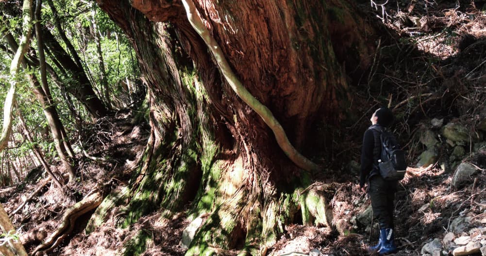 Listen To The Forest