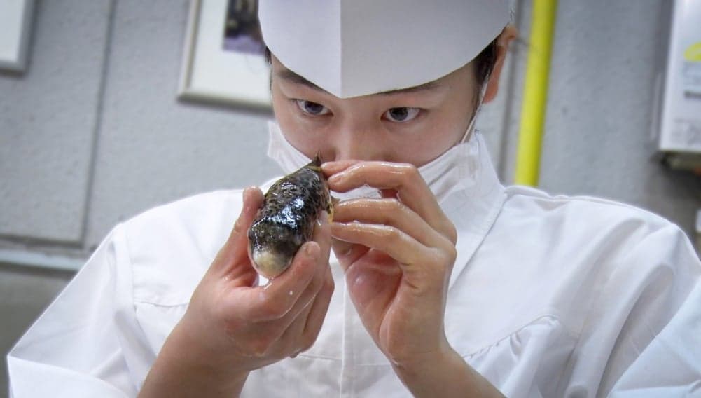 Gun Fish: The World Of Pufferfish You Never Knew